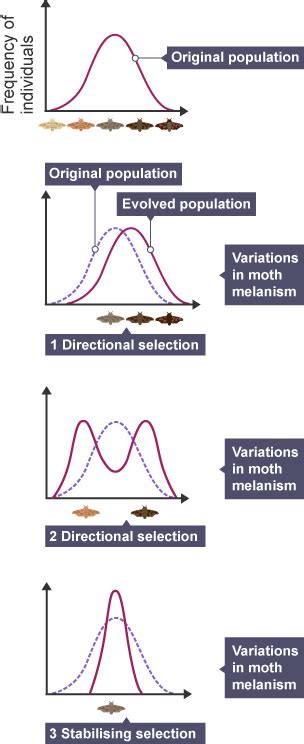 Types Of Selection Evolution Higher Biology Revision Bbc Bitesize