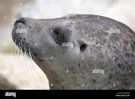 Common Seal Head Portrait Profile Side On Stock Photo Alamy