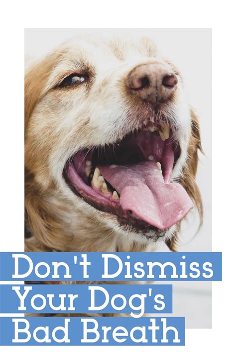 Why Does My Dog’s Breath Smell? | Bad dog breath, Dog breath, Dog bad