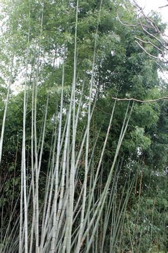 Buy The Best Giant Timber Bamboo Plants And Trees For Sale Online From