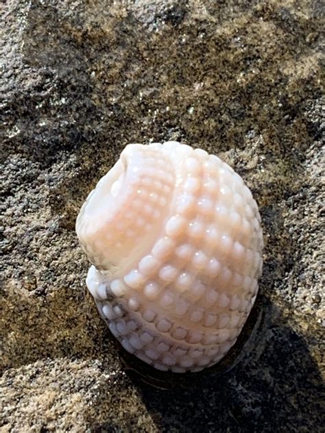 Nassarius Conoidalis From Yuraygir National Park Yuraygir NSW AU On