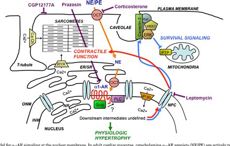 Figure 1 From Cardiac Alpha 1 Adrenergic Receptors Novel Aspects Of