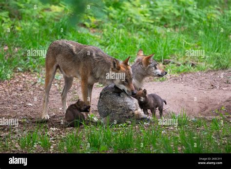 Wolves With Wolf Pups At Den Summer Germany Europe Stock Photo Alamy