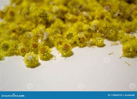 Arenarium Do Helichrysum Da Planta Medicinal Um Fundo Branco Vista