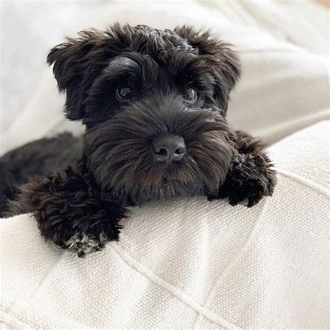 Black mini schnauzer puppy | Mini schnauzer puppies, Schnauzer puppy ...