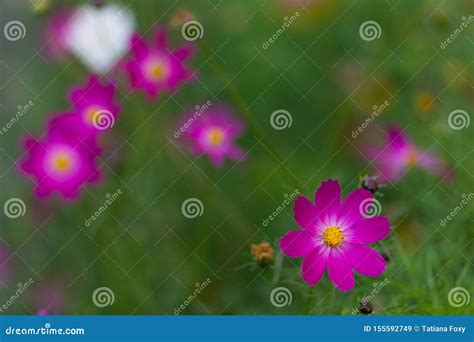 Woodland Sunflower Or Helianthus Divaricatus In Flower Bed Stock Image