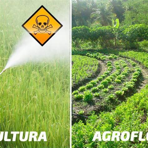 Guia Do Jardim Plantas Para Quem N O Tem Tempo Farmland Outdoor