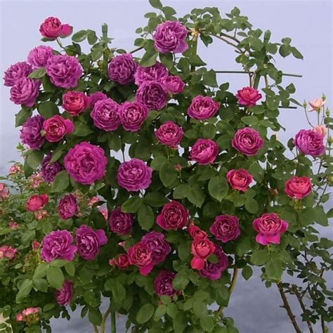 Роза Барон Гирод де Лайн. (Rose Baron Girod de L’Ain) Старинные купить ...