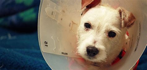 5 Essential Steps To Get Your Recovering Pooch To Go