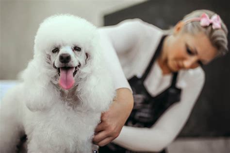groom  poodle  simple steps dogster