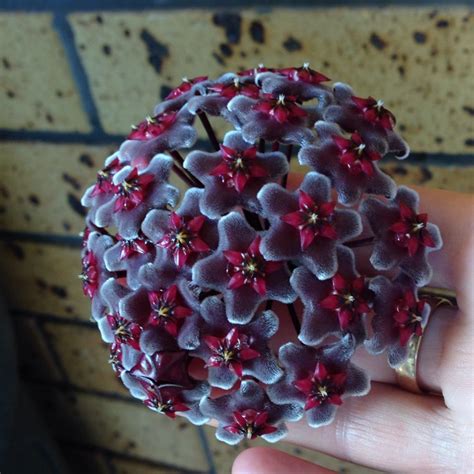 Hoya pubicalyx 'Royal Hawaiian Purple', Hoya 'Royal Hawaiian Purple ...