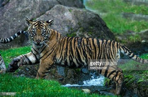 52 Malayan Tiger Cubs Stock Photos, High-Res Pictures, and Images - Getty Images