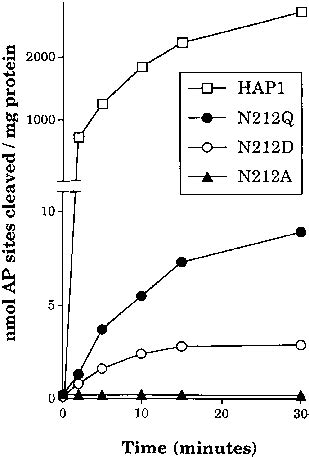 Effects Of Amino Acid Substitutions At Position On The Ap