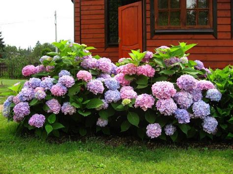 how to make hydrangeas bloom again