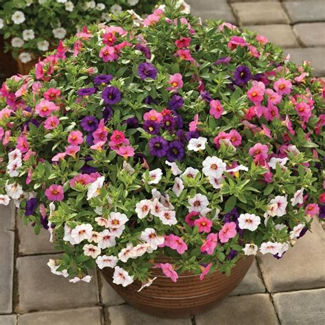 Combination Planter Kwik Kombos Callie Pink Bliss Mix Garden