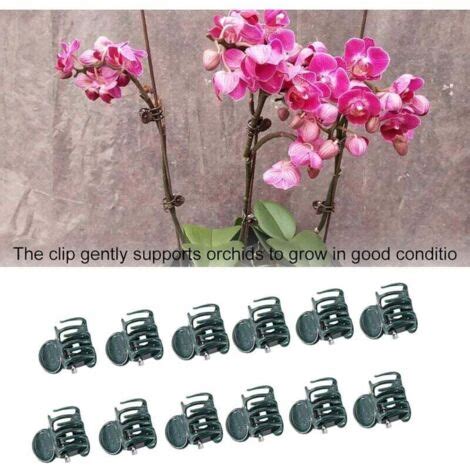 Ulisem Lot De 100 Mini Pinces à Orchidées En Plastique Clips De