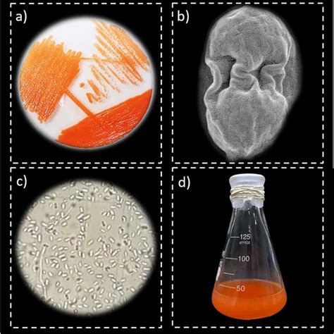 Representative Morphological Characterization Of Rhodotorula Glutinis