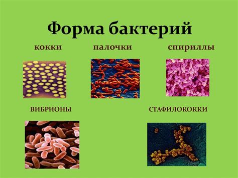 Строение и жизнедеятельность бактерий - презентация онлайн
