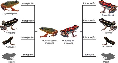 Treatments Included In The Residentintruder Experiment Oophaga