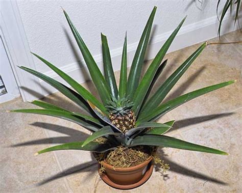 Как вырастить ананас дома из верхушки