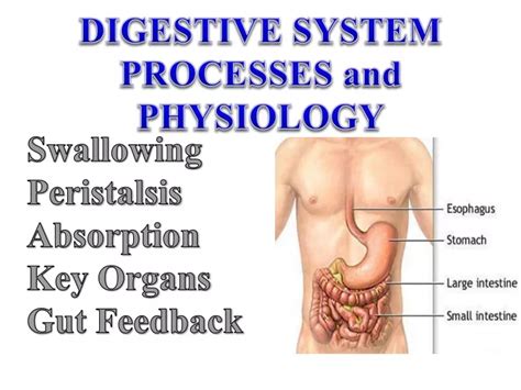 Ppt Digestive System Processes And Physiology Powerpoint Presentation