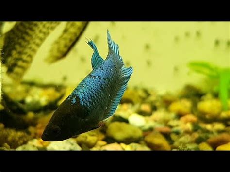 Манка напала на Петушков и разное с разводни - YouTube