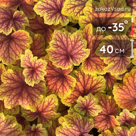 Гейхера Ред Лайтинг: фото и описание в каталоге питомника