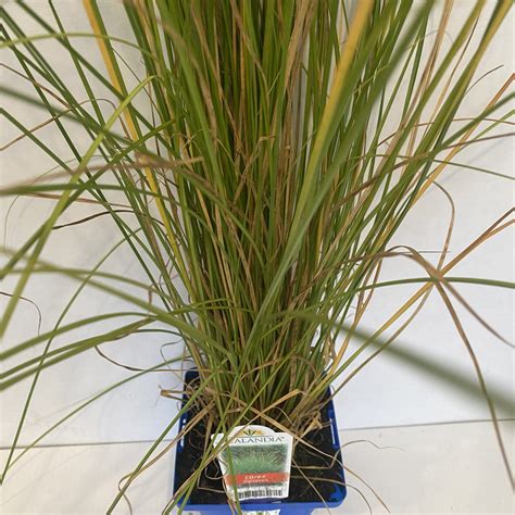 Carex 'Dipsacea' 10cm pot - Lushingtons
