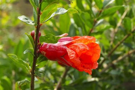 Fresh Pomegranate Tree Flowers. Stock Photo - Image of green, mother ...