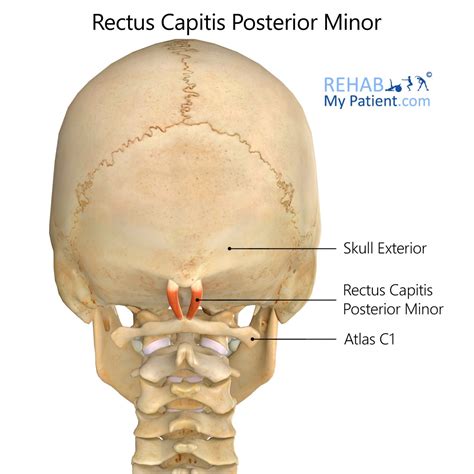 Rectus Capitis Posterior Minor Rehab My Patient