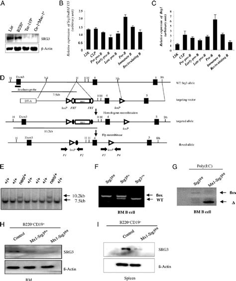 Generation Of Srg Conditional Knockout Mice A Western Blot