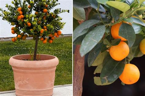 Aprenda Como Plantar Laranja Em Vaso Ciclovivo