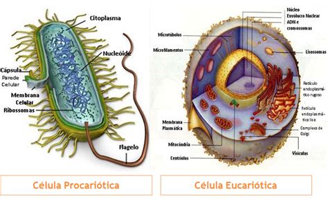 Célula Eucariótica E Procariótica - Manipulação Genética Humana: Célula Procariótica vs Célula Eucariótica