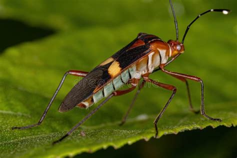 Adult Leaf Footed Bug Stock Photo Image Of Coreinae 233496440