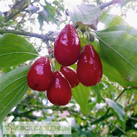 Цена на Кизил Евгения - купить саженцы