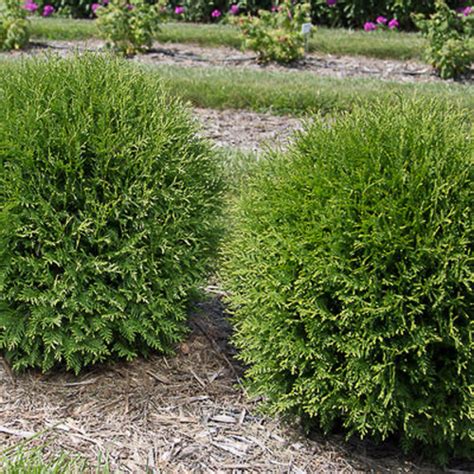 Thuja Occidentalis Planet Earth Arborvitae | SiteOne