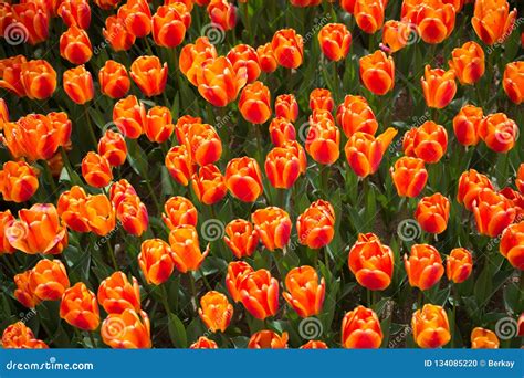 As Tulipas Bonitas Florescem No Campo Da Tulipa Na Mola Foto De Stock