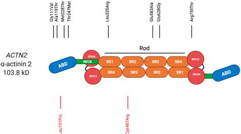 Figure 1 from The Role of Z-disc Proteins in Myopathy and ...