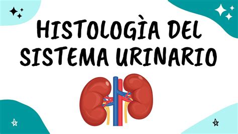 Histolog A Udocz