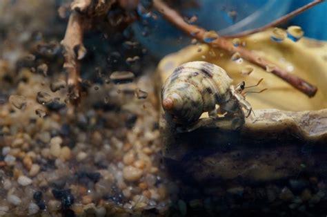 How To Make Hermit Crab Salt Water Avid Aquarist