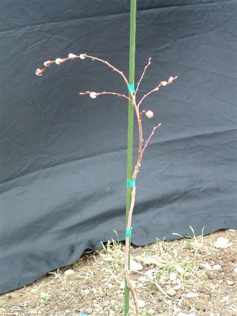 Weeping Pussy Willow Tree Artofit
