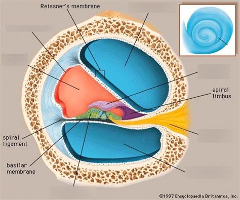 Cross Section Of Cochlea Diagram Quizlet