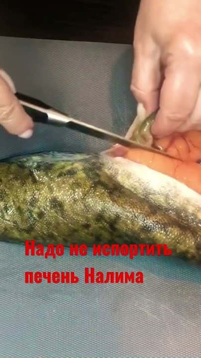 Печень Налима очень вкусная. - YouTube