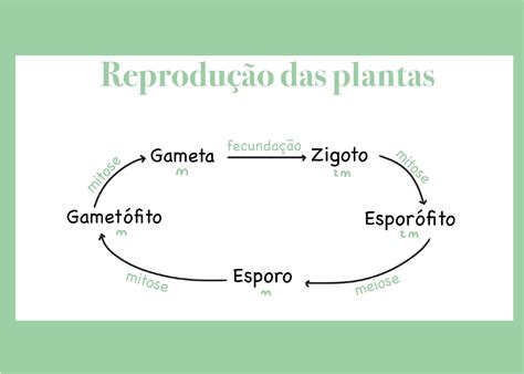 Alternância De Gerações - O Que é Alternância De Gerações - RETOEDU