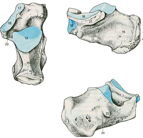 Calcaneus Diagram Quizlet