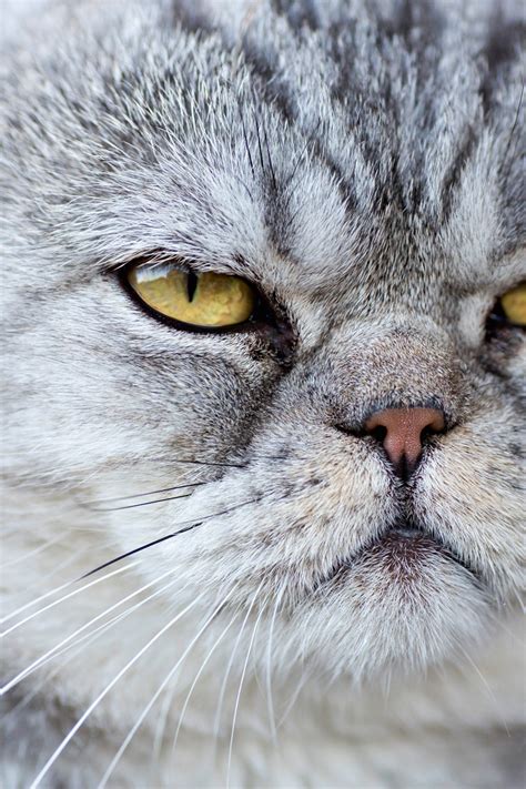 can cats recognize faces 6