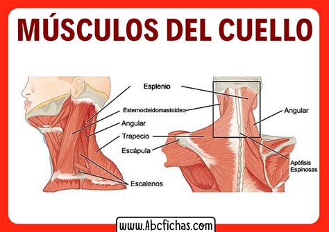 Musculos Del Cuello Anterior Y Posterior Abc Fichas