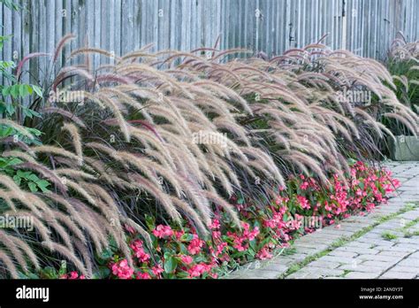 PENNISETUM SETACEUM RUBRUM Stock Photo - Alamy