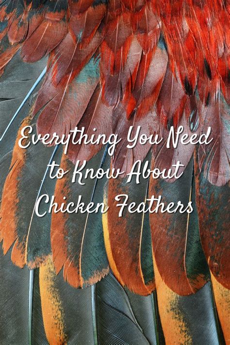 Chicken Feathers Everything You Need To Know Chickens For Backyards