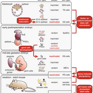 Models Of The Initiation Of Meiotic Sex Chromosome Inactivation MSCI